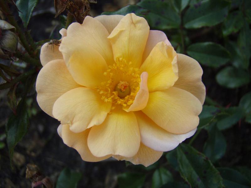 Die Blüte der Rose Amber Sun ®