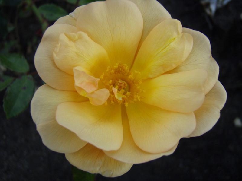 Bodendeckerrose Amber Sun ®