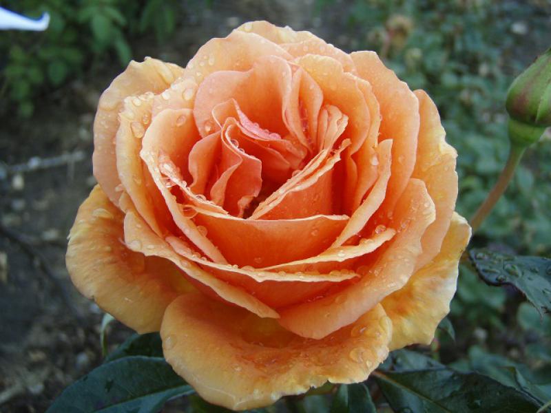 Die Blüte der Rose Ashram ®