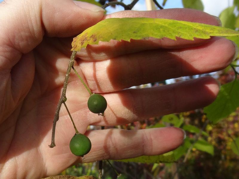 Europeisk bäralm, Celtis australis