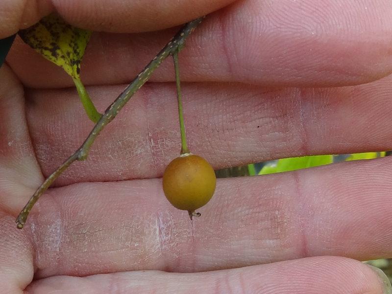 Die heranreifende rote Frucht des Celtis australis