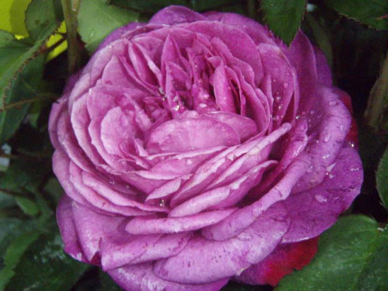 Die Blüte der Heidi Klum Rose ®