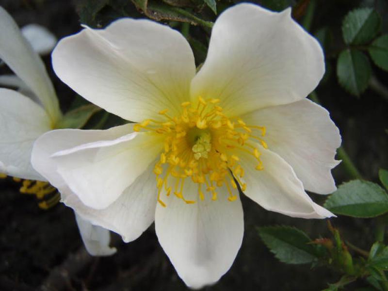 Die Zwergrose Sonnenröschen in Blüte