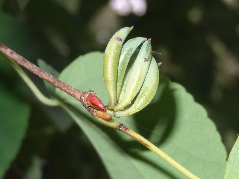 Detailaufnahme der gekrümmten Frucht von Cercidiphyllum japonicum