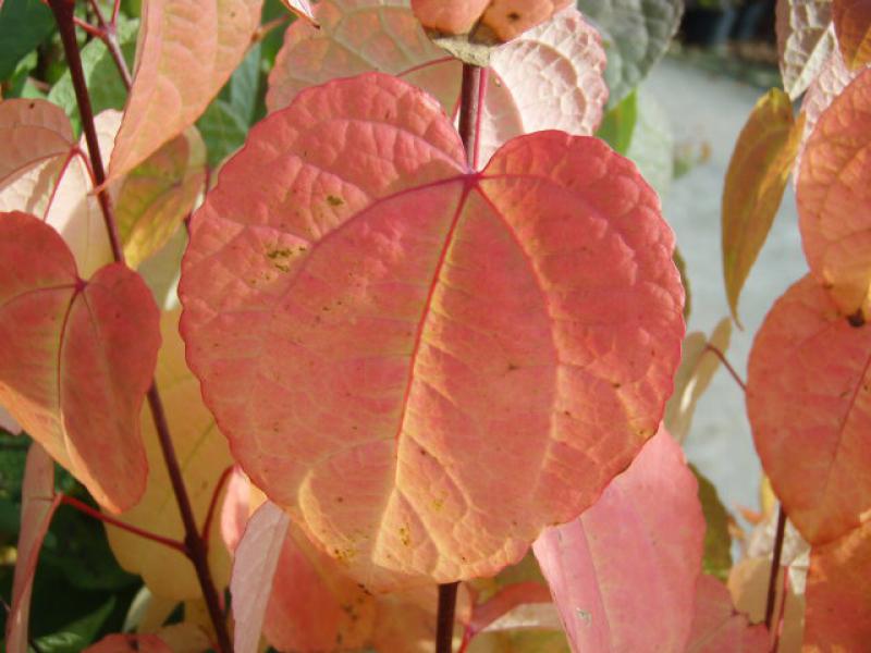 Leuchtend rotes Herbstlaub des Lebkuchenbaum