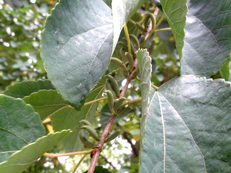 Cercidiphyllum japonicum mit Früchte (Aufnahme Mitte September)