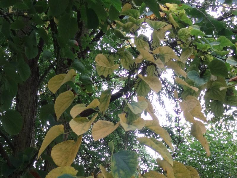Cercidiphyllum japonicum mit langsam beginnender Herbstfärbung (Aufnahme Mitte September)