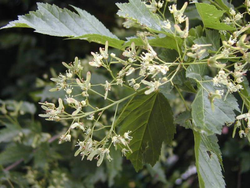 Die weißen Blüten des Feuerahorn (Acer ginnala)