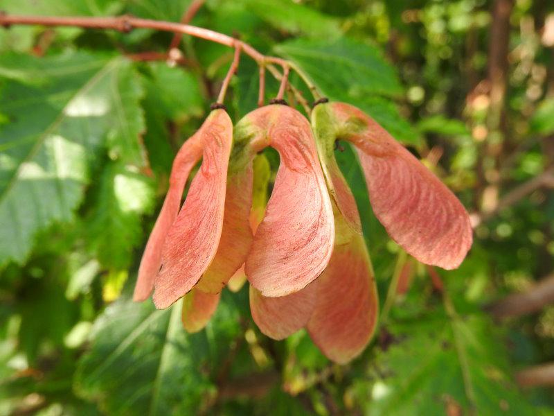 Typische Früchte im Herbst bei Acer ginnala