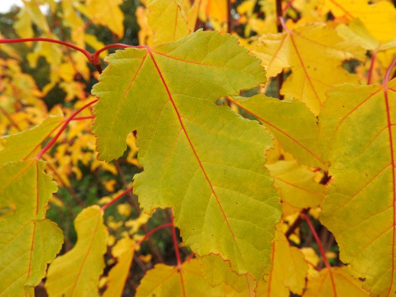 Ab und zu ist die Herbstfärbung des Feuerahorn auch gelb.