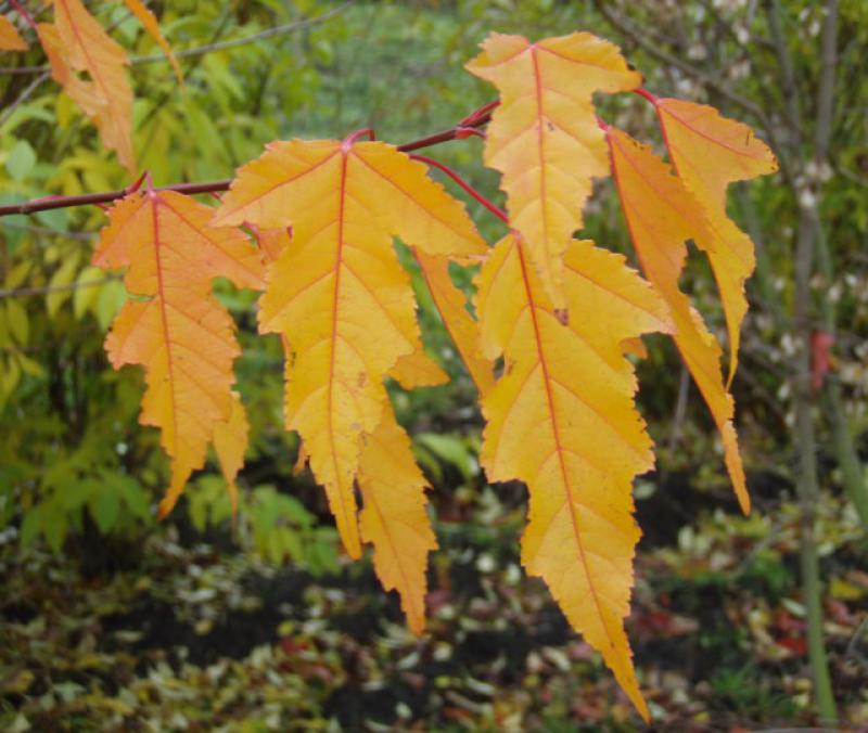 Gelb-rote Herbstfärbung beim Feuerahorn (Acer ginnala)