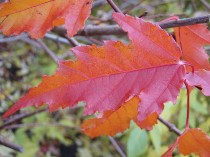 Der Feuerahorn macht im Herbst seinem Namen alle Ehre.