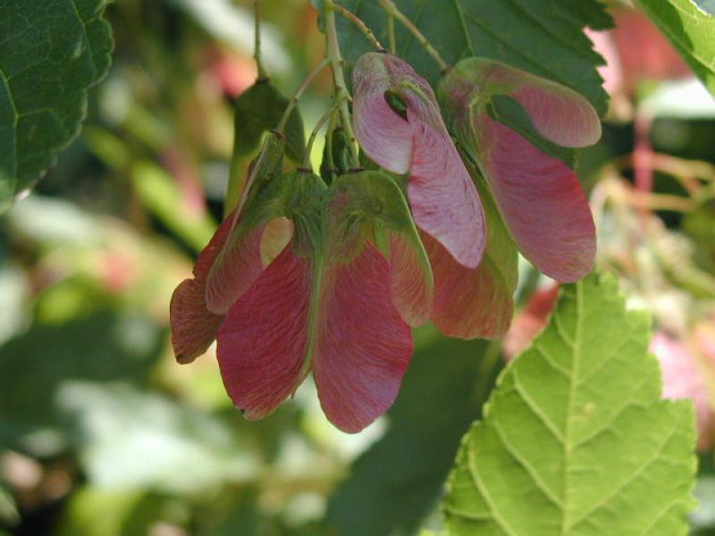 Rote Früchte des Feuerahorn (Acer ginnala)