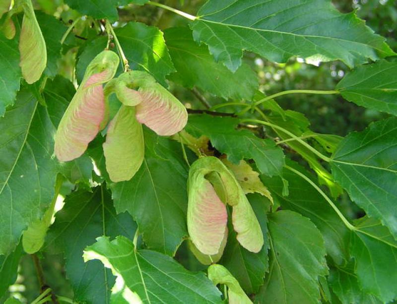 Acer ginnala mit Früchten