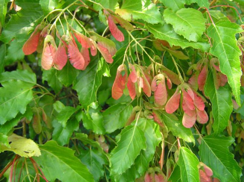 Fruchtschmuck bei Acer ginnala