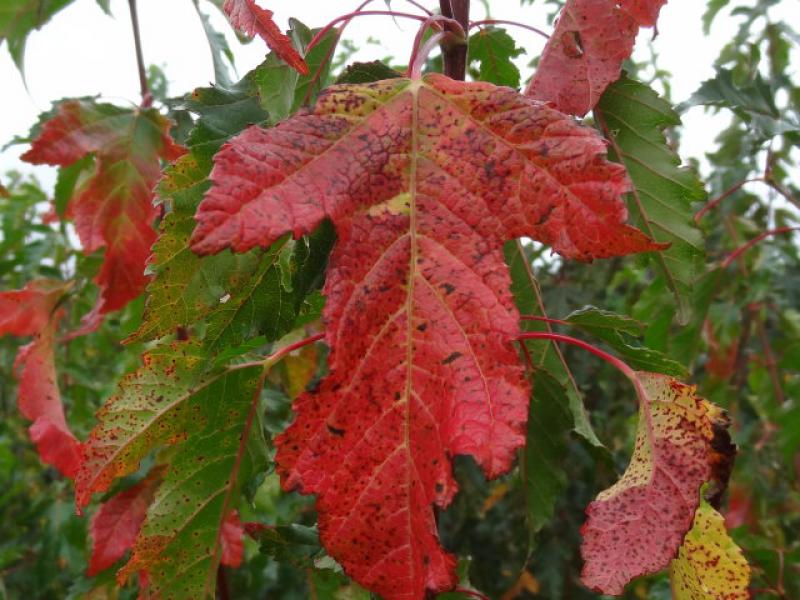 Leuchtend rotes Herbstlaub bei Acer ginnala