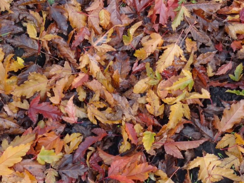 Herunter gefallendes Herbstlaub des Feuerahorn