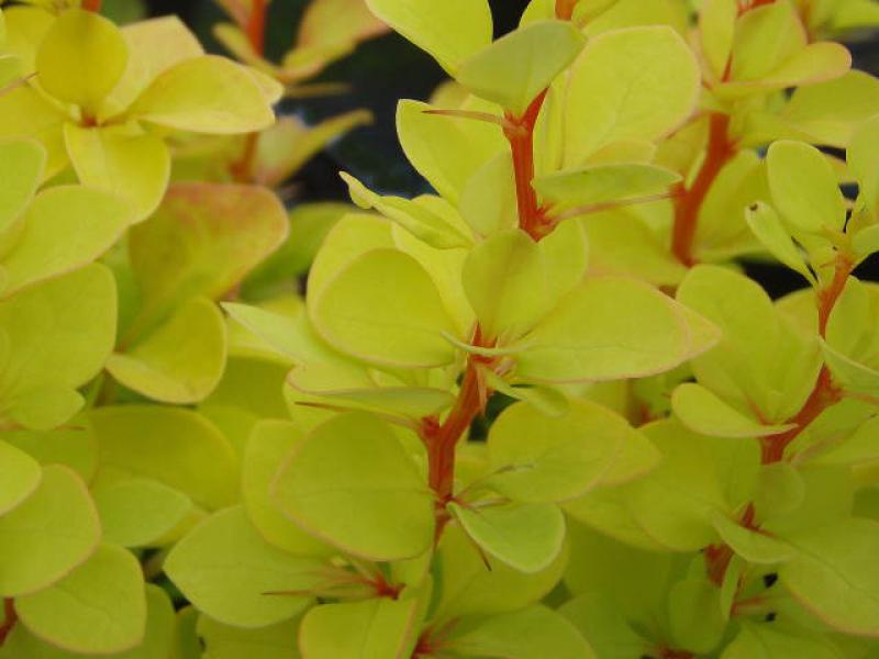 Berberis thunbergii Maria