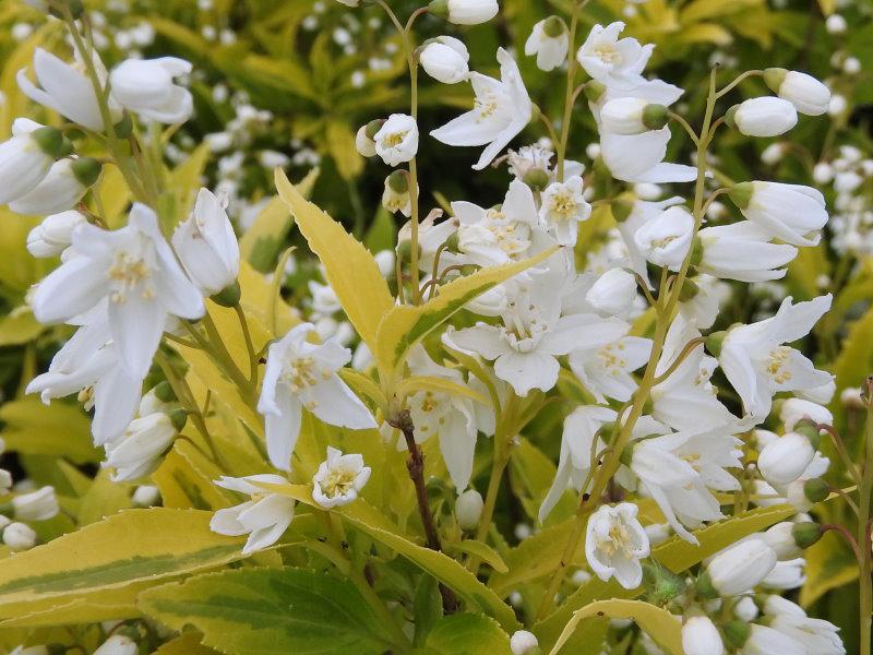 Reiche weiße Blüte des Gelbbunten Maiblumenstrauchs