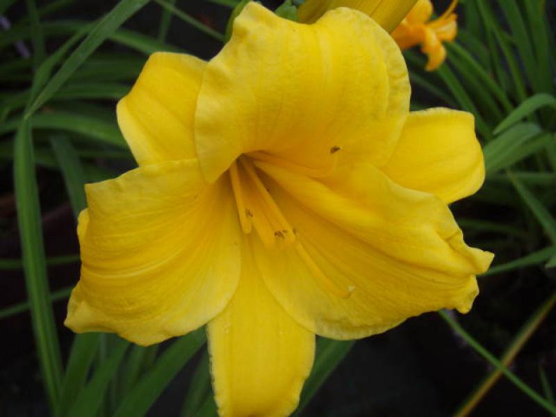 Schöne Blüte der Taglilie Stella de Oro
