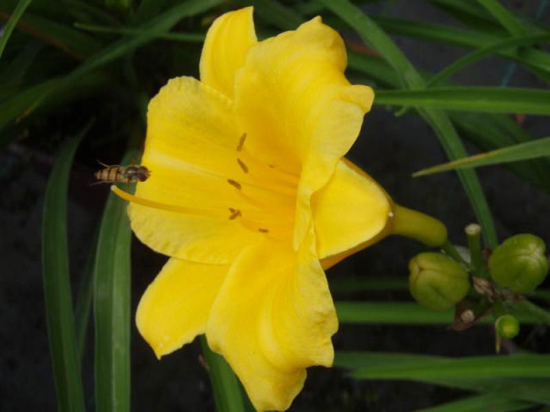Hemerocallis Stella de Oro in Blüte