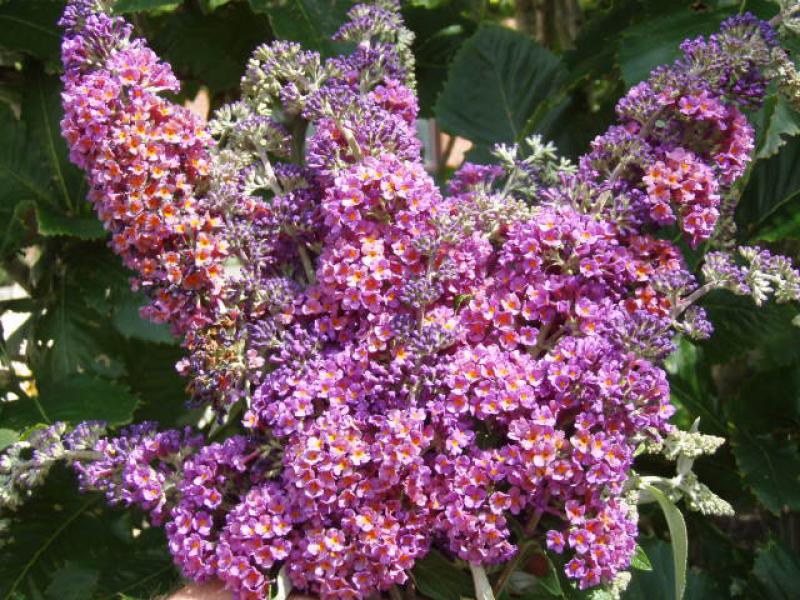 Buddleja Bicolor