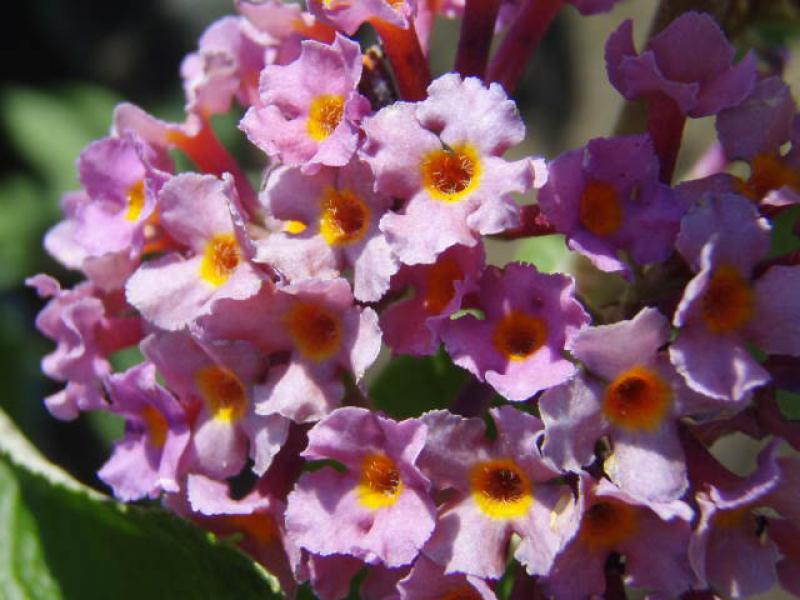 Buddleja Bicolor
