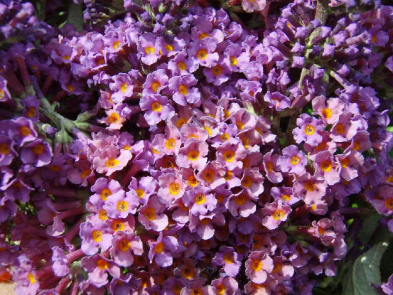Buddleja Bicolor