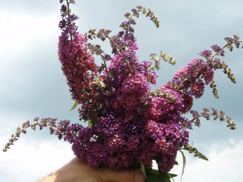 Buddleja Bicolor