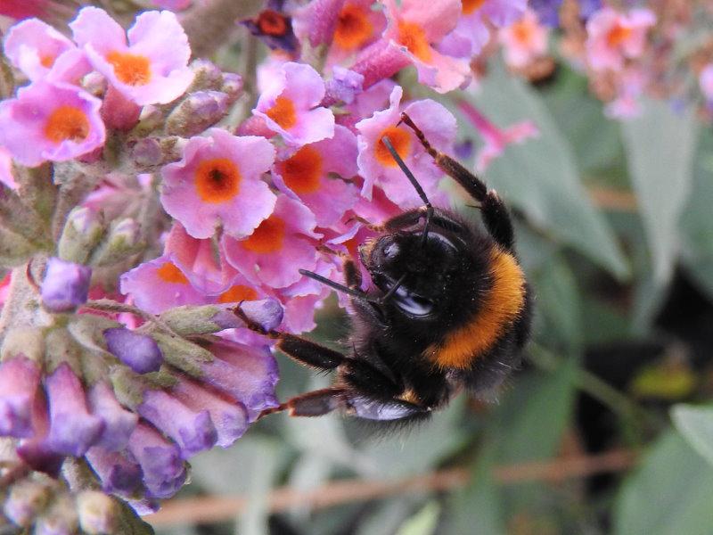 Buddleja Bicolor