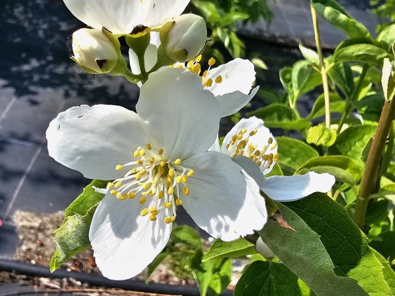 Weißblühender Großblumiger Parkjasmin