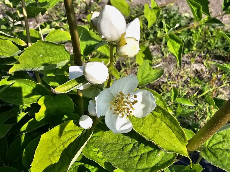 Weißblühender Strauch - der Großblumige Feldjasmin