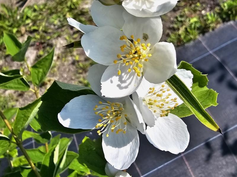 Großblumiger Feldjasmin mit auffälligen Blüten