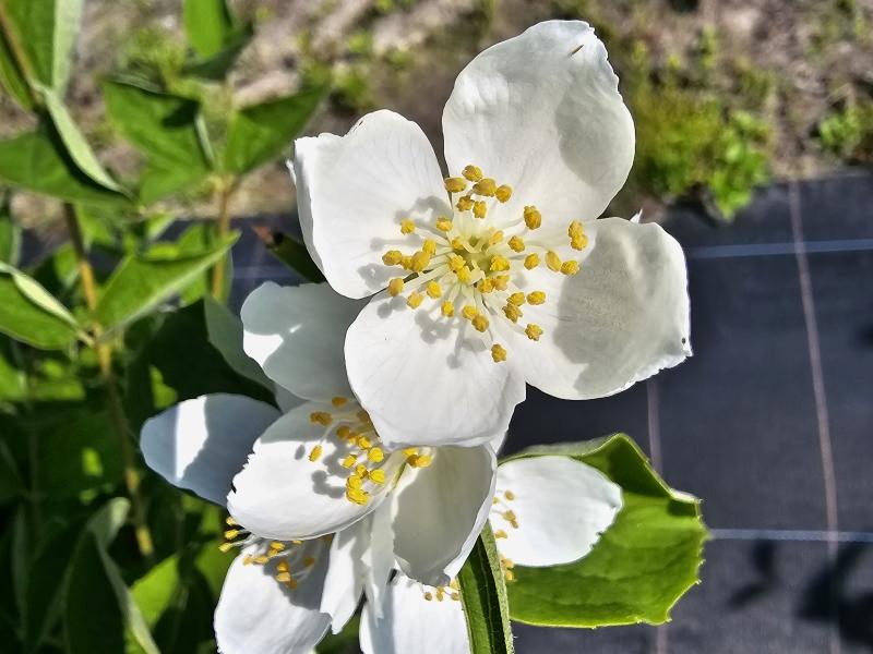 Große, weiße Blüten des Großblumigen Feldjasmins