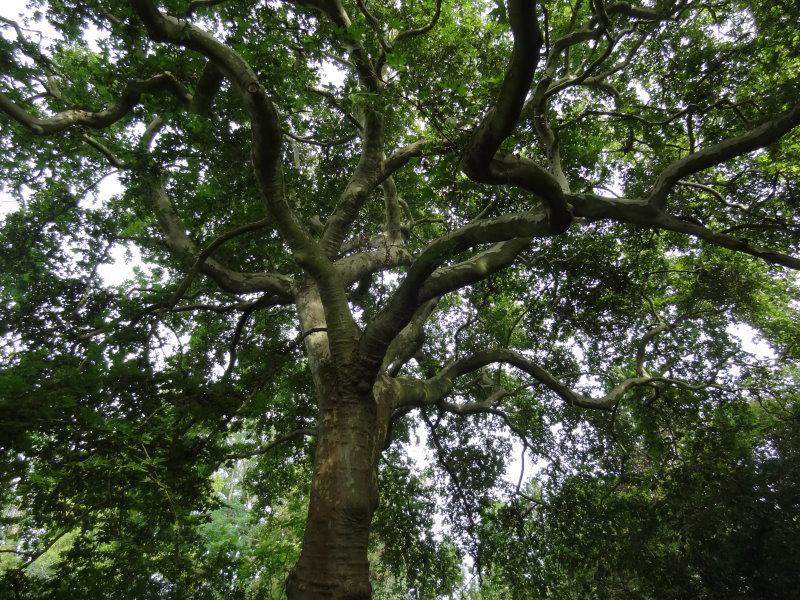 Im Alter bildet die Platanus hispanica eine große Krone aus