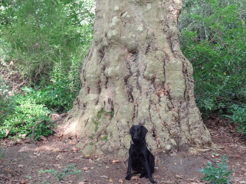 Der mächtige Stammfuß mit der typischen Rindenstruktur einer alten Platane (Platanus hispanica)