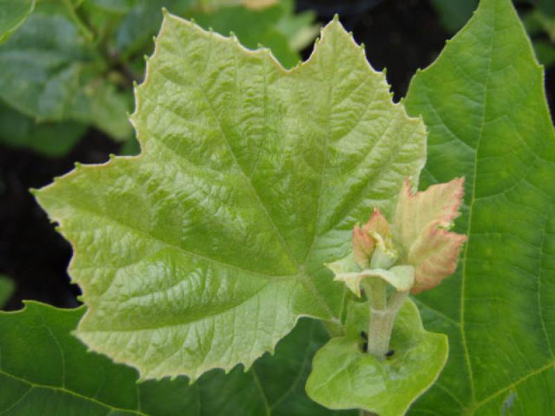 Typisches Blatt bei Platanus hispanica