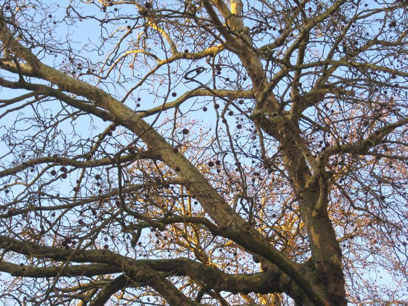 Platane mit bunter Rinde und Früchten im Winter