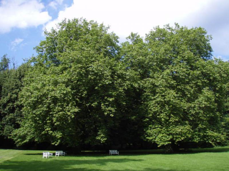 Gruppe von Platanus hispanica in einem dänischen Park