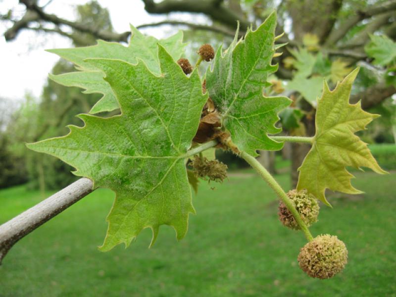 Platane - Blatt und Blüte im Frühjahr