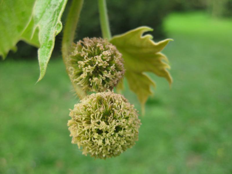 Nahaufnahme der Blüte einer Platane