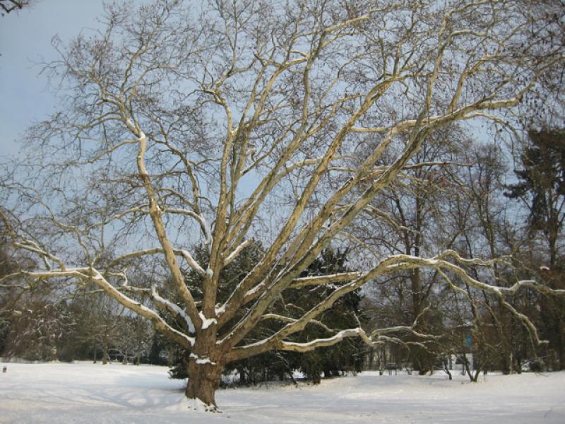 Platanus hispanica - Solitär im Winter