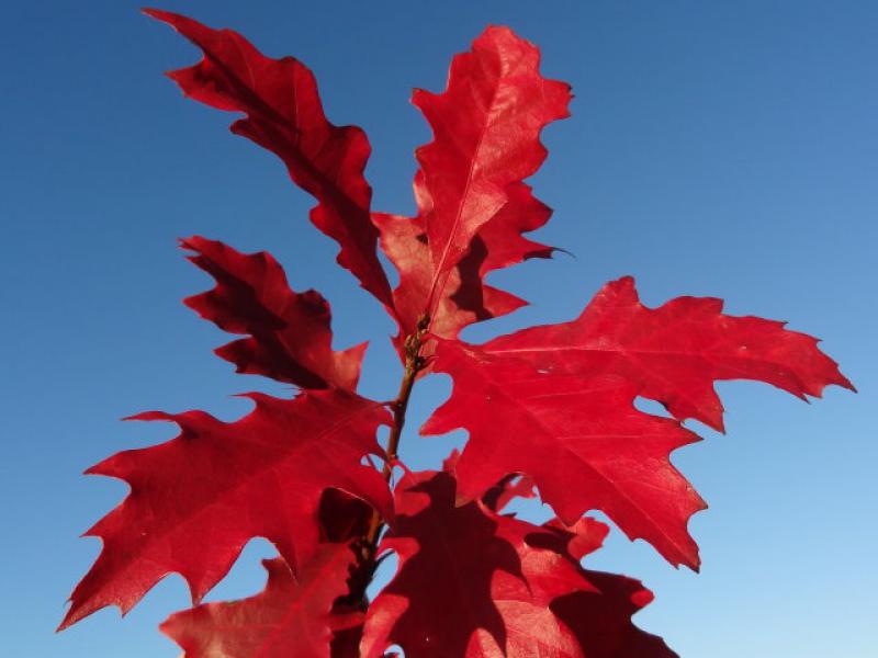 Überragende Herbstfärbung bei Quercus ellipsoidalis