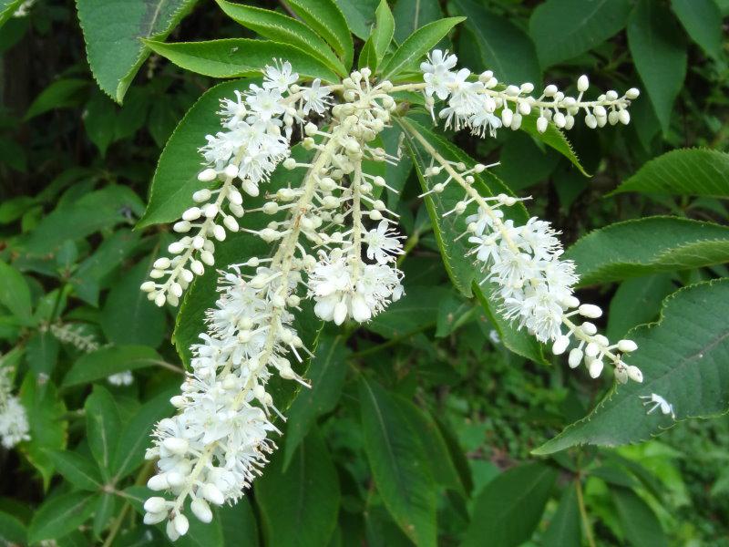 Blüte von Clethra barbinervis