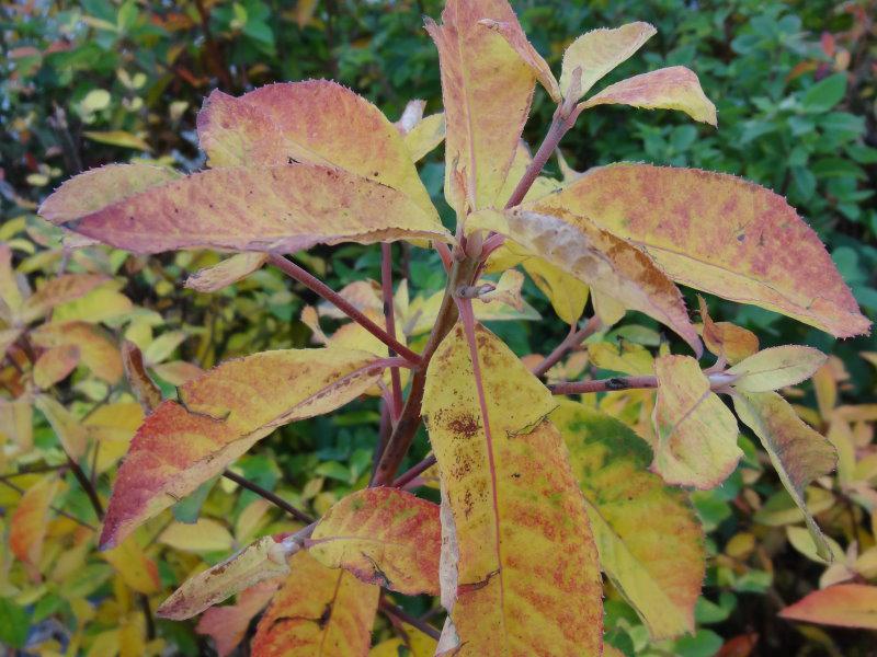 Herbstlaub bei Clethra barbinervis