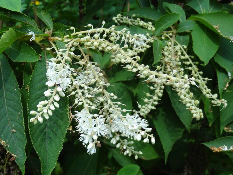 Die Blüten der Japanischen Zimterle