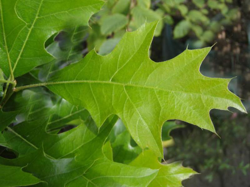 Blatt von Quercus palustris Fastigiata