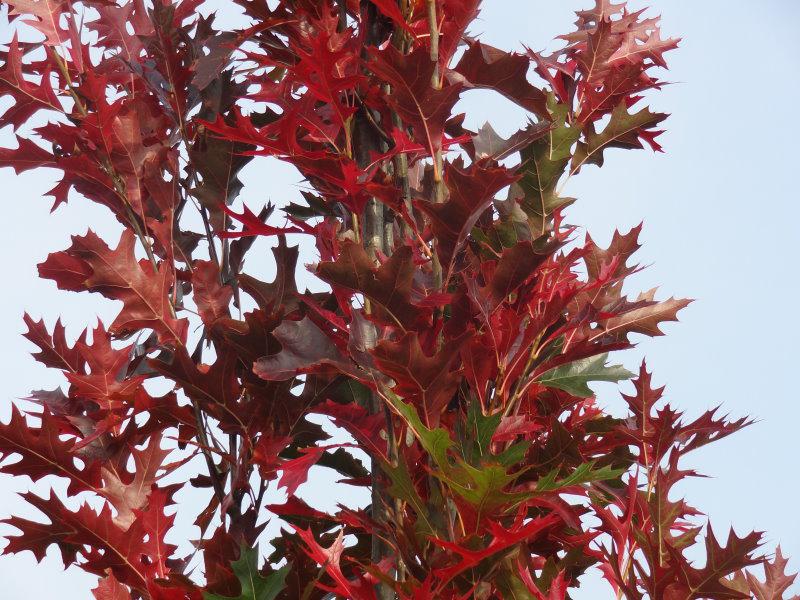 Quercus palustris Green Pillar mit Herbstfärbung