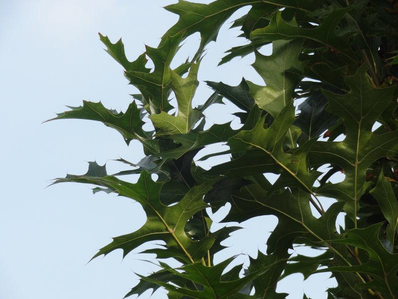 Quercus palustris Green Pillar - glänzend grüne Blätter