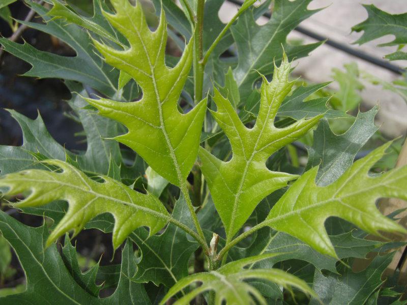 Quercus palustris Green Pillar - frischer Austrieb